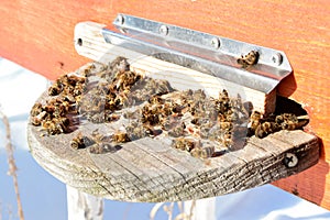 Dead honey bees - poisoned by pesticides and GMOs photo