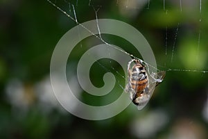 A dead honeybee caught into a spiderweb