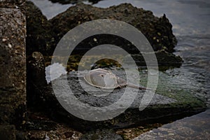 Dead horseshoe crab on a rock