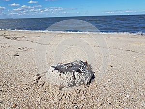 Dead horseshoe crab shell on beach with water