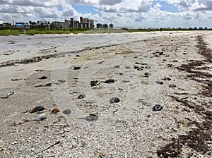 Dead horseshoe crabs on the beach