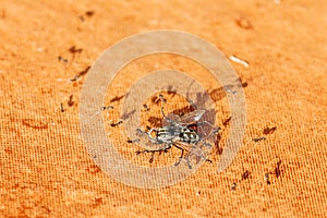 Dead house fly being carried by ants to their nest