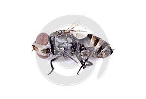 A dead house fly macro