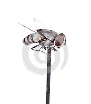 A dead house fly macro on a pinhead