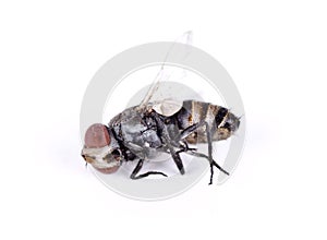 A dead house fly macro