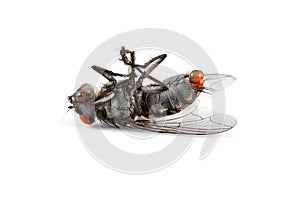 Dead house fly