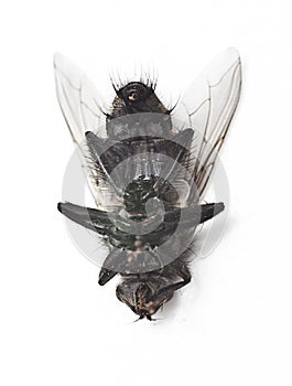 Dead housefly lying over white background