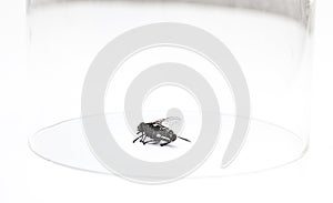 Dead housefly trapped under glass over white background