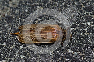Dead huhu beetle. photo