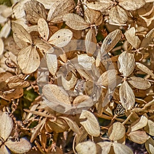 Dead Hydrangea Blossoms all Brown