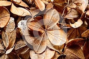 Dead hydrangea flowers