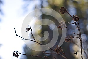 Dead icy bundle of rose pods