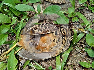 Dead indonesian quail Coturnix ypsilophora, also known as the brown quail, is a small ground-dwelling bird in the New World quai