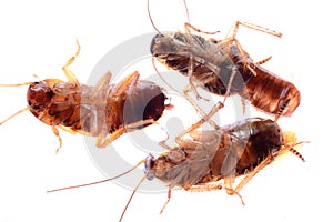 Dead insect cockroach bug
