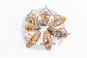 Dead insect cockroach bug on white