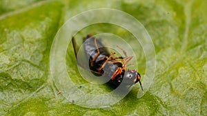 Dead insect on the leaf