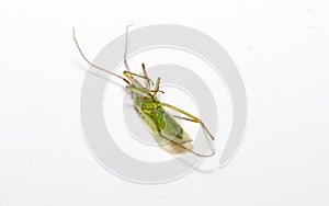 Dead insect on white background