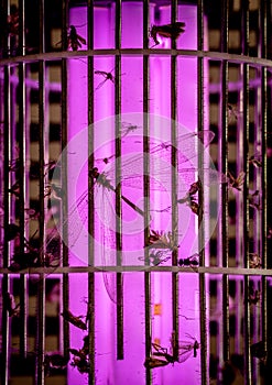 Dead insects captured on mosquito fly trap, silhouetted by the traps UV ultraviolet light, extinction of insects by human action