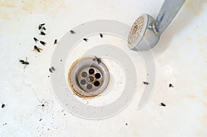 Dead insects in dirty bath