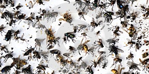 Dead insects from a night lamp. Flies, midges, beetles and wasps on a white background, fly bait. Insect control concept