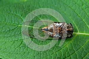 Dead Japanese cicada on green leaf - Graptopsaltria nigrofuscata, the large brown cicada, called aburazemi in Japanese