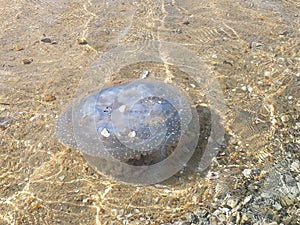 Dead jelly fish at the shore
