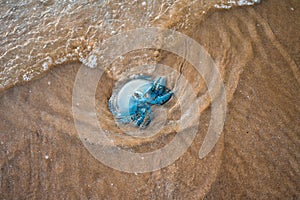 Dead jelly fish on the shore