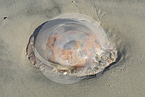 Dead jelly fish washed ashore in a storm, South Carolina coast