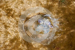 Dead jellyfish on the Black Sea shore on a summer day, Ukraine village of Iron Port