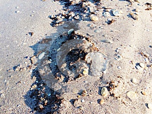 Dead jellyfish lying on the sand of the sea