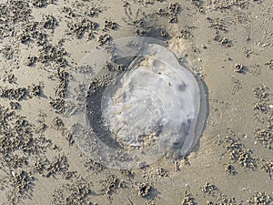 A dead jellyfish with many small starfish