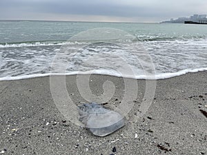 Dead jellyfish on seashore