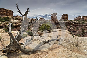 Dead Juniper Tree and Canyon at Canyonlands in Utah
