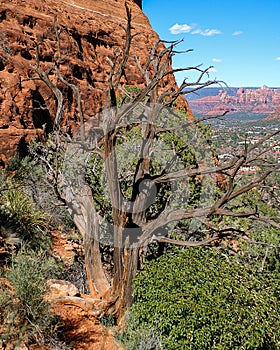 Dead Juniper Tree in the Sun of the Desert