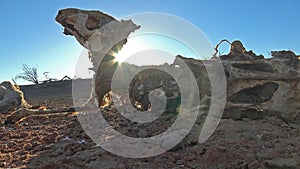 Dead kangaroo in Sturt National Park, photo