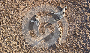 Dead kangaroos in Sturt National park