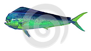 Mahi mahi or dolphin fish light green, isolated on white.