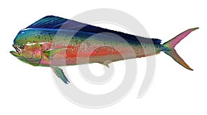 Big set of fish. Mahi mahi or dolphin fish isolated on white.