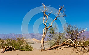 Dead knotted tree at Mesquite Flat Sand Dune, California, USA photo