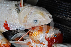 Dead Koi fish, diseases infected
