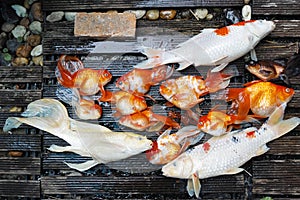 Dead Koi fish, diseases infected