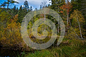 Dead lake in the forest, ÃÂ¡arpathian mountains, Skole, Ukraine