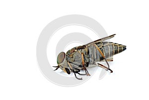 Dead large brown gadfly isolated on white