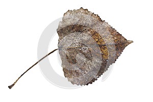 Dead last year`s leaf isolate on a white background, clipping path, no shadows.