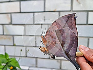 Dead leaf butterfly sitting on a twig in daytime