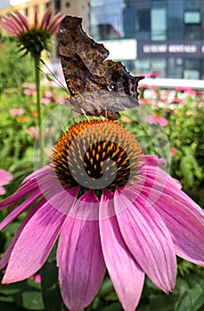 The dead leaf butterfly stays on the flower and is very shocking.