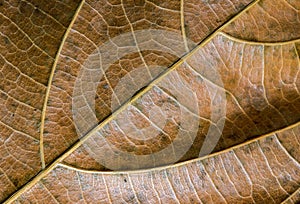 Dead leaf closeup. Autumn leaf texture macro photo. Yellow leaf vein pattern.