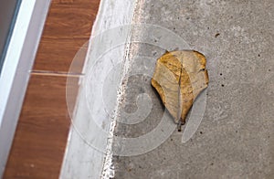 DEAD LEAF ON CONCRETE GROUND