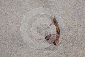 Dead leaf covered in sand