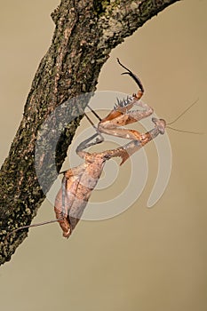 Dead Leaf Mantis, Deroplatys desiccata